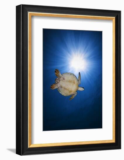 Green turtle-Barathieu Gabriel-Framed Photographic Print