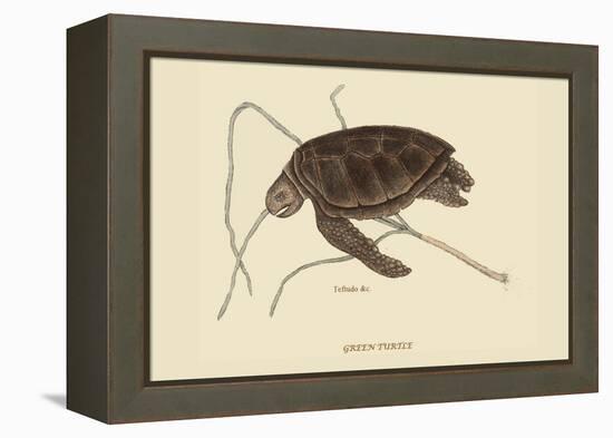 Green Turtle-Mark Catesby-Framed Stretched Canvas