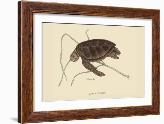 Green Turtle-Mark Catesby-Framed Art Print