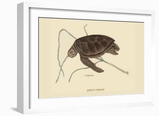 Green Turtle-Mark Catesby-Framed Art Print