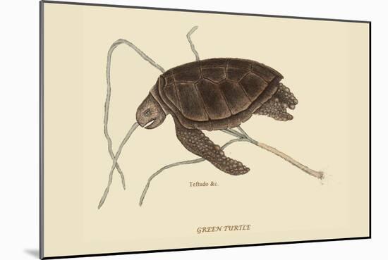 Green Turtle-Mark Catesby-Mounted Art Print