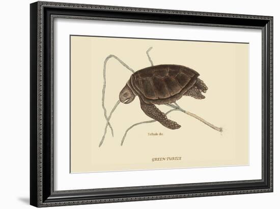 Green Turtle-Mark Catesby-Framed Art Print