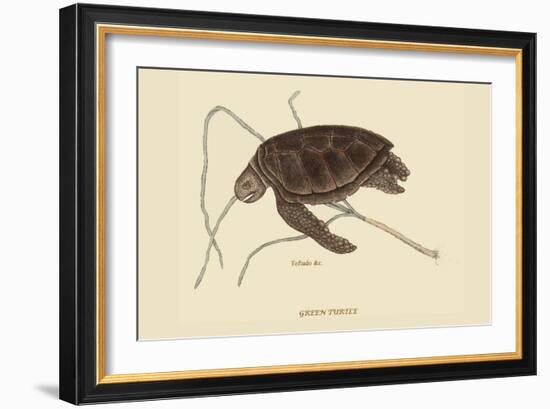 Green Turtle-Mark Catesby-Framed Art Print
