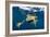 Green Turtles Mating-Matthew Oldfield-Framed Photographic Print