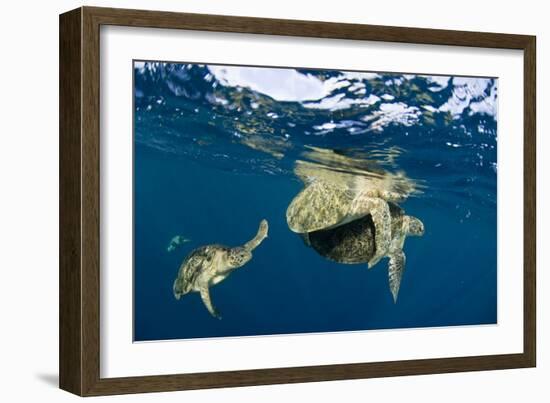 Green Turtles Mating-Matthew Oldfield-Framed Photographic Print