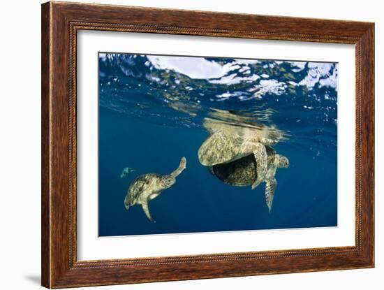 Green Turtles Mating-Matthew Oldfield-Framed Photographic Print