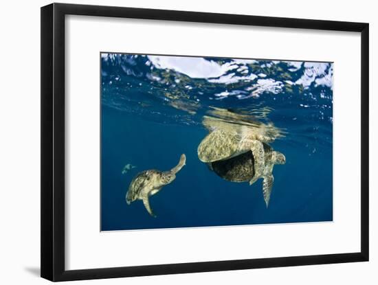 Green Turtles Mating-Matthew Oldfield-Framed Photographic Print