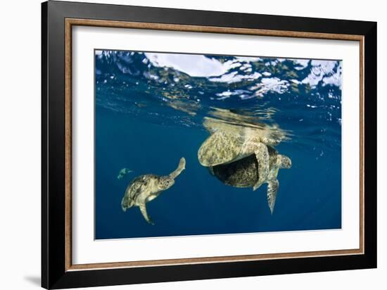 Green Turtles Mating-Matthew Oldfield-Framed Photographic Print