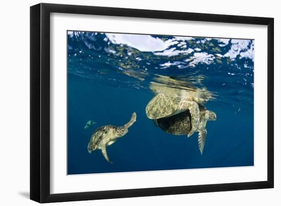 Green Turtles Mating-Matthew Oldfield-Framed Photographic Print