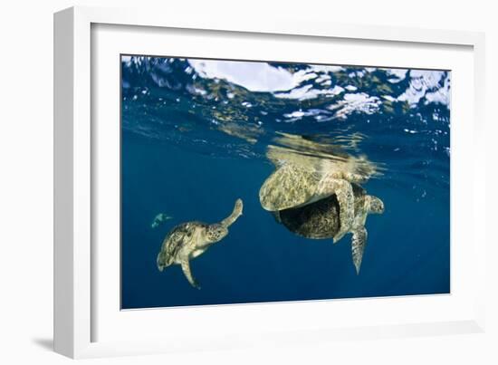 Green Turtles Mating-Matthew Oldfield-Framed Photographic Print