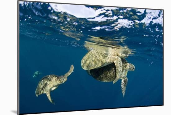 Green Turtles Mating-Matthew Oldfield-Mounted Photographic Print