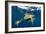 Green Turtles Mating-Matthew Oldfield-Framed Photographic Print