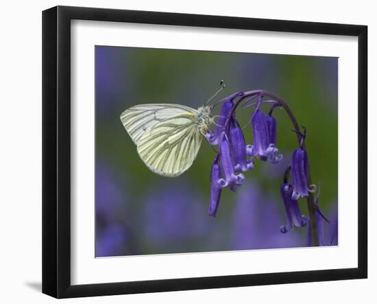 Green Veined White Butterfly on bluebell flower, England-Andy Sands-Framed Photographic Print
