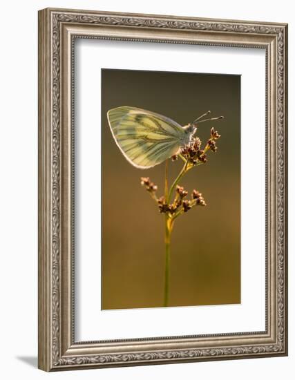 Green-veined white butterfly, Volehouse Moor, Devon, UK-Ross Hoddinott-Framed Photographic Print