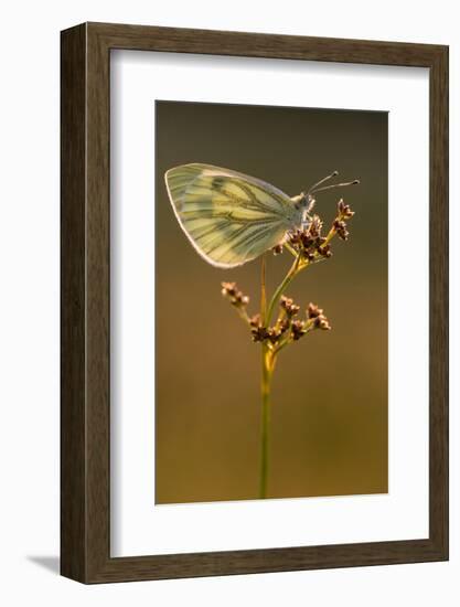 Green-veined white butterfly, Volehouse Moor, Devon, UK-Ross Hoddinott-Framed Photographic Print