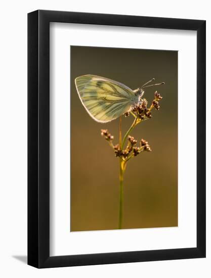 Green-veined white butterfly, Volehouse Moor, Devon, UK-Ross Hoddinott-Framed Photographic Print