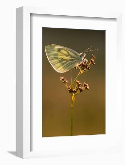 Green-veined white butterfly, Volehouse Moor, Devon, UK-Ross Hoddinott-Framed Photographic Print