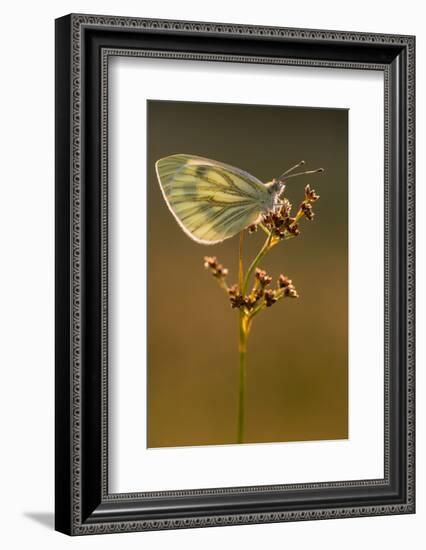 Green-veined white butterfly, Volehouse Moor, Devon, UK-Ross Hoddinott-Framed Photographic Print