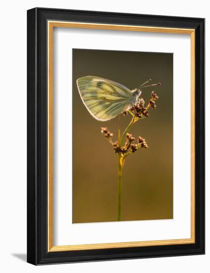 Green-veined white butterfly, Volehouse Moor, Devon, UK-Ross Hoddinott-Framed Photographic Print