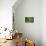 Green Vertically-Philippe Sainte-Laudy-Mounted Photographic Print displayed on a wall