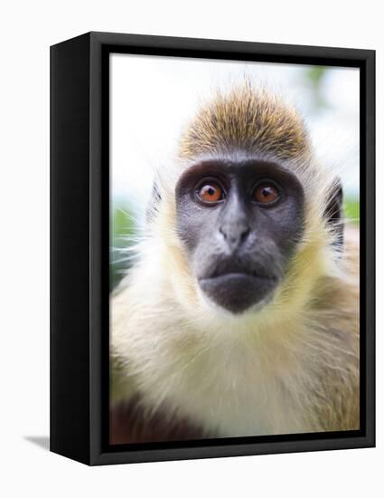 Green Ververt Monkey, St. Kitts, Caribbean-Greg Johnston-Framed Premier Image Canvas