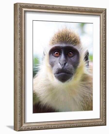 Green Ververt Monkey, St. Kitts, Caribbean-Greg Johnston-Framed Photographic Print