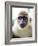 Green Ververt Monkey, St. Kitts, Caribbean-Greg Johnston-Framed Photographic Print