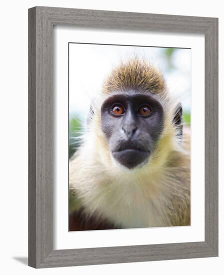 Green Ververt Monkey, St. Kitts, Caribbean-Greg Johnston-Framed Photographic Print