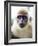 Green Ververt Monkey, St. Kitts, Caribbean-Greg Johnston-Framed Photographic Print