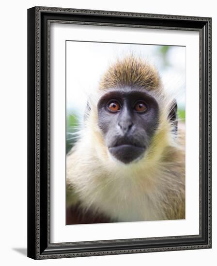 Green Ververt Monkey, St. Kitts, Caribbean-Greg Johnston-Framed Photographic Print