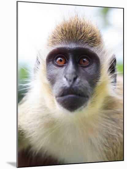 Green Ververt Monkey, St. Kitts, Caribbean-Greg Johnston-Mounted Photographic Print