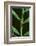 Green Vine Snake-DLILLC-Framed Photographic Print