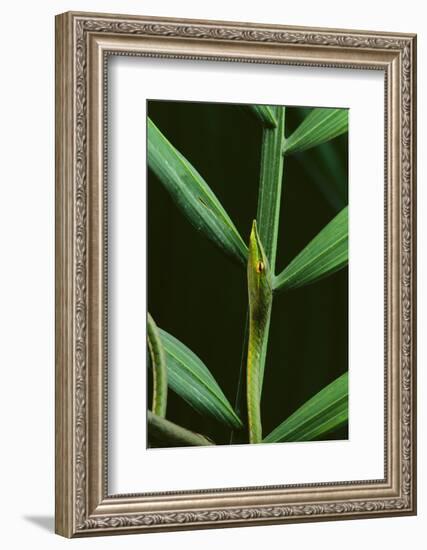 Green Vine Snake-DLILLC-Framed Photographic Print