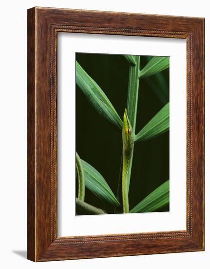 Green Vine Snake-DLILLC-Framed Photographic Print