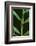 Green Vine Snake-DLILLC-Framed Photographic Print