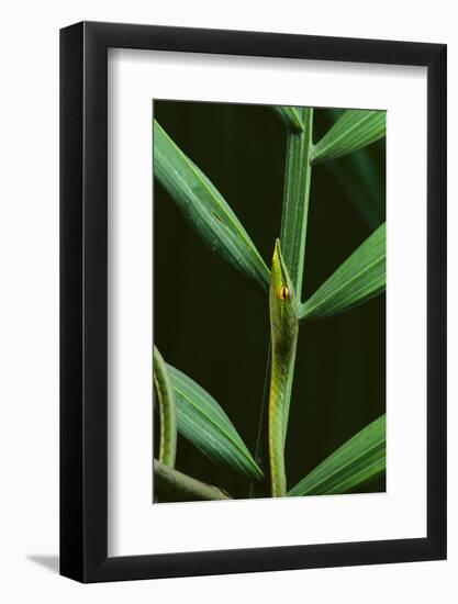 Green Vine Snake-DLILLC-Framed Photographic Print