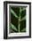 Green Vine Snake-DLILLC-Framed Photographic Print