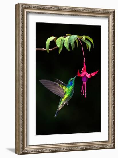 Green Violetear (Colibri Thalassinus) Feeding on a Flower, Savegre, Costa Rica-null-Framed Photographic Print