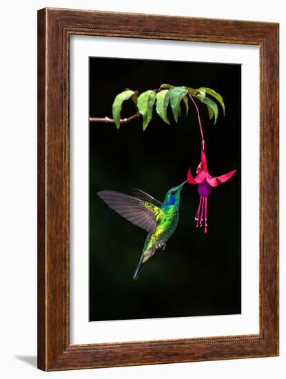 Green Violetear (Colibri Thalassinus) Feeding on a Flower, Savegre, Costa Rica-null-Framed Photographic Print