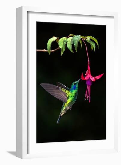 Green Violetear (Colibri Thalassinus) Feeding on a Flower, Savegre, Costa Rica-null-Framed Photographic Print