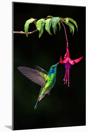 Green Violetear (Colibri Thalassinus) Feeding on a Flower, Savegre, Costa Rica-null-Mounted Photographic Print