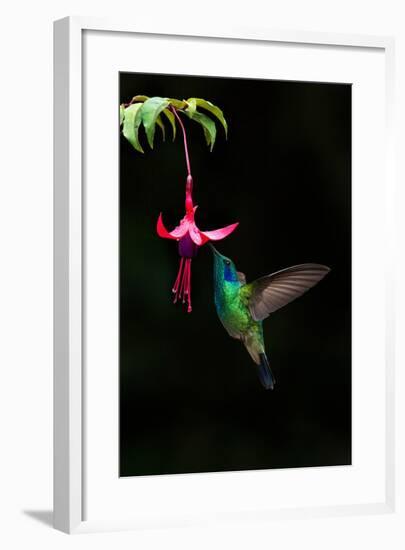 Green Violetear (Colibri Thalassinus) Feeding on a Flower, Savegre, Costa Rica-null-Framed Photographic Print