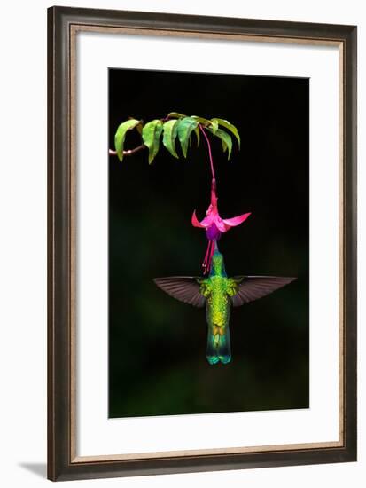 Green Violetear (Colibri thalassinus) feeding on a flower, Savegre, Costa Rica-null-Framed Photographic Print