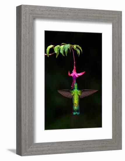 Green Violetear (Colibri thalassinus) feeding on a flower, Savegre, Costa Rica-null-Framed Photographic Print