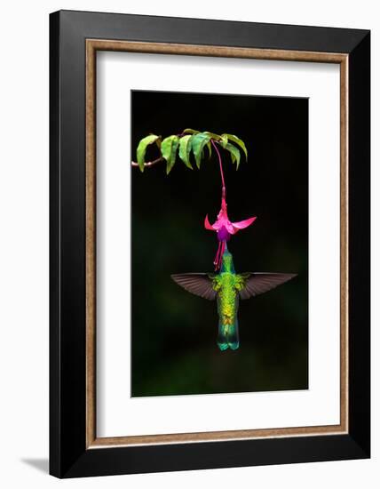 Green Violetear (Colibri thalassinus) feeding on a flower, Savegre, Costa Rica-null-Framed Photographic Print