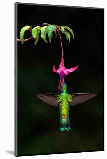 Green Violetear (Colibri thalassinus) feeding on a flower, Savegre, Costa Rica-null-Mounted Photographic Print