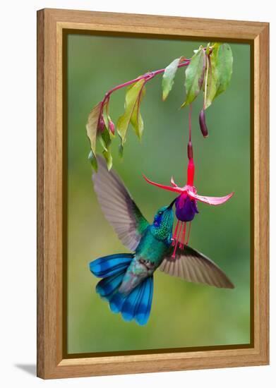 Green Violetear (Colibri Thalassinus) Feeding, Savegre, Costa Rica-null-Framed Stretched Canvas