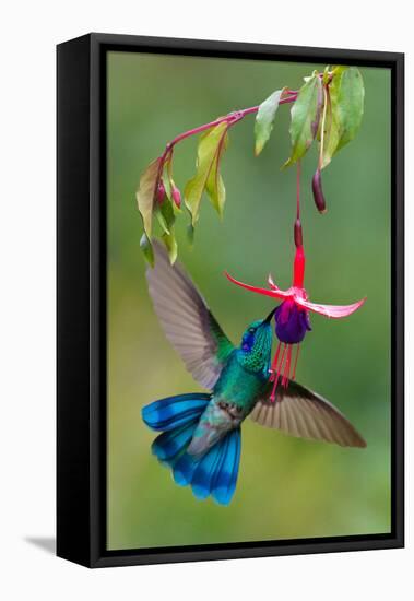 Green Violetear (Colibri Thalassinus) Feeding, Savegre, Costa Rica-null-Framed Stretched Canvas