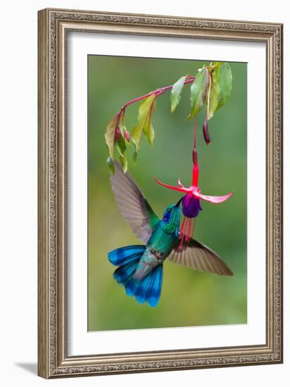 Green Violetear (Colibri Thalassinus) Feeding, Savegre, Costa Rica-null-Framed Photographic Print