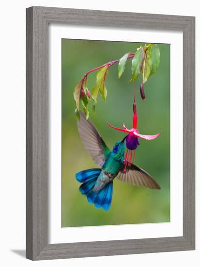 Green Violetear (Colibri Thalassinus) Feeding, Savegre, Costa Rica-null-Framed Photographic Print